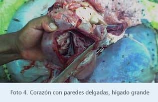 Intoxicación por Gossypol en terneros - Image 7