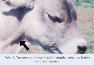Intoxicación por Gossypol en terneros - Image 4