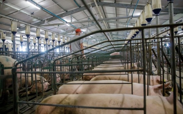 Días No Productivos (DNP’s): ¿Cómo aumentar la eficiencia de la granja a través de su correcta gestión? - Image 1