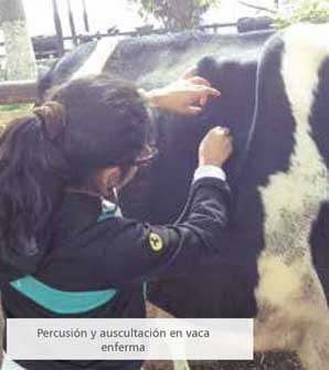 Desplazamineto de abomaso a la izquierda en vacas lecheras - Image 4