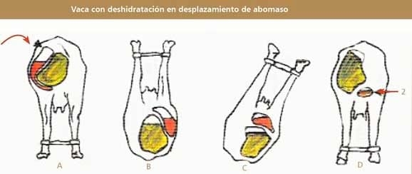 Desplazamineto de abomaso a la izquierda en vacas lecheras - Image 5