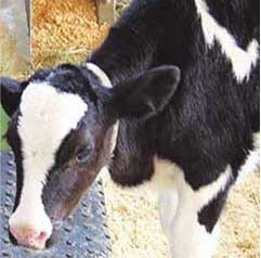 Desplazamineto de abomaso a la izquierda en vacas lecheras - Image 1
