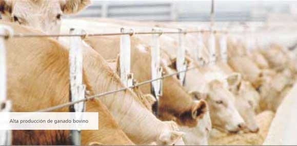 Desplazamineto de abomaso a la izquierda en vacas lecheras - Image 2