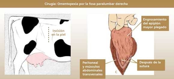 Desplazamineto de abomaso a la izquierda en vacas lecheras - Image 6