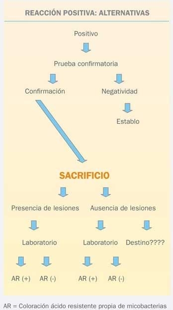 La prueba de tuberculina - Image 5