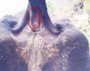 La prueba de tuberculina - Image 2