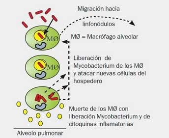Tuberculosis: Amenaza en la salud y productividad de los Bovinos - Image 1