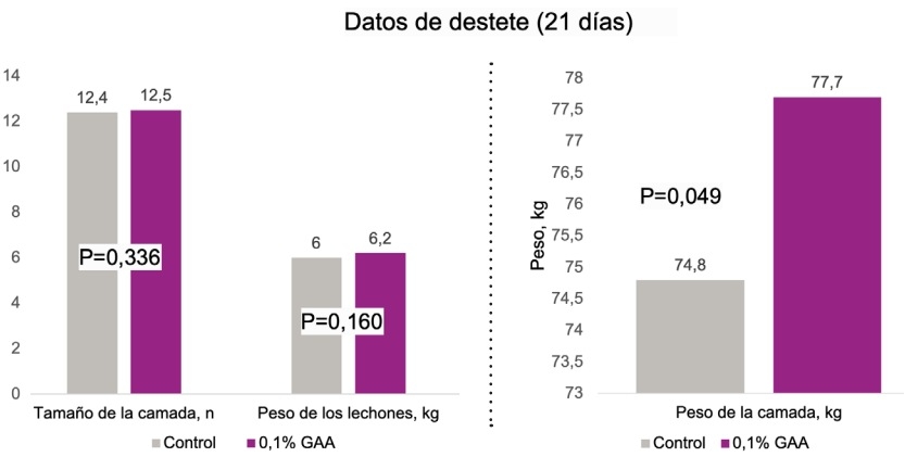 Efecto del ácido guanidinoacético, precursor de la creatina, en cerdas gestantes y lactantes - Image 7