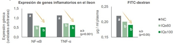 Estrés térmico en pollos de engorde: Parte I - Impacto en la salud intestinal - Image 2