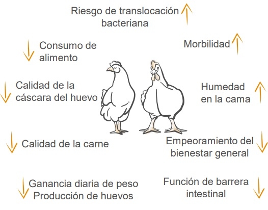 Estrés térmico en aves - impactos en la salud intestinal y el rendimiento - Image 1