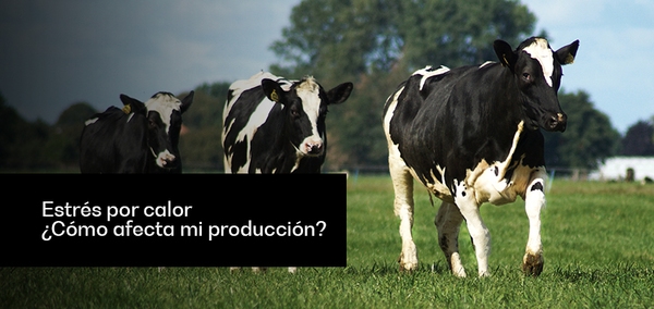 Estrés por calor ¿Cómo afecta mi producción? - Image 1