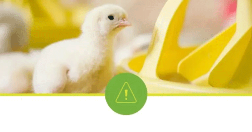 Cómo prepararse para la prohibición de los antimicrobianos mejoradores del desempeño