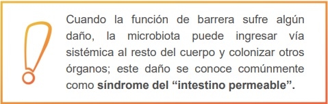 Translocación bacteriana en avicultura - Image 1