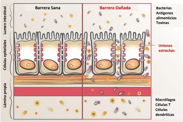 Translocación bacteriana en avicultura - Image 2