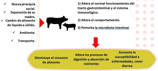 Estrés del destete – Cómo disminuir el impacto en la producción - Image 1