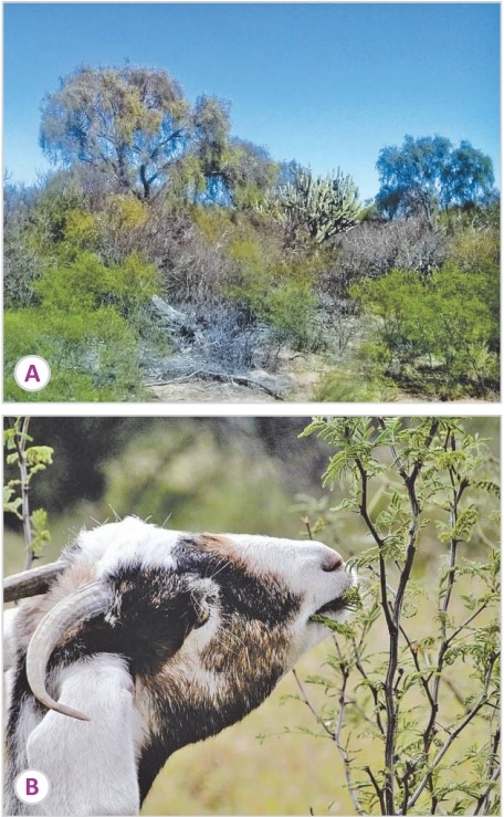 Importancia de especies leñosas en sistemas de producción animal - Image 1