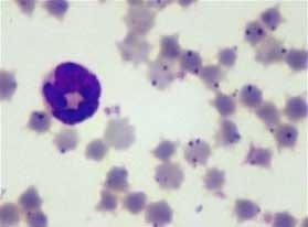 Conceptos prácticos para el control de la Anaplasmosis bovina con énfasis en investigaciones en Colombia. - Image 1