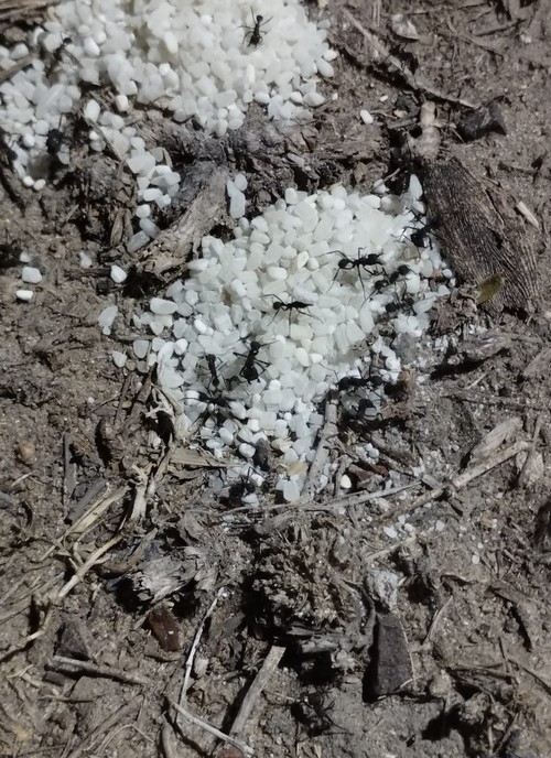 Control de hormigas cortadoras (Atta. y Acromyrmex) mediante el uso de hongos antagónicos del genero Trichoderma. Breve resumen y actualización. - Image 2
