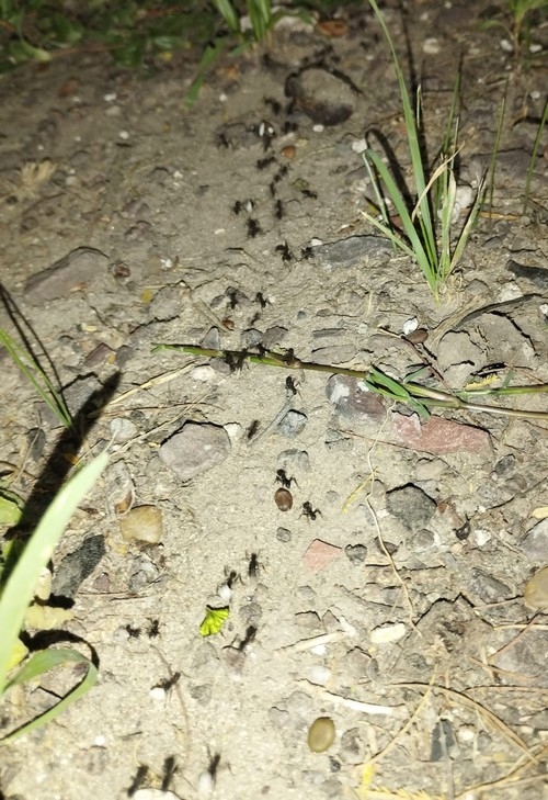 Control de hormigas cortadoras (Atta. y Acromyrmex) mediante el uso de hongos antagónicos del genero Trichoderma. Breve resumen y actualización. - Image 1