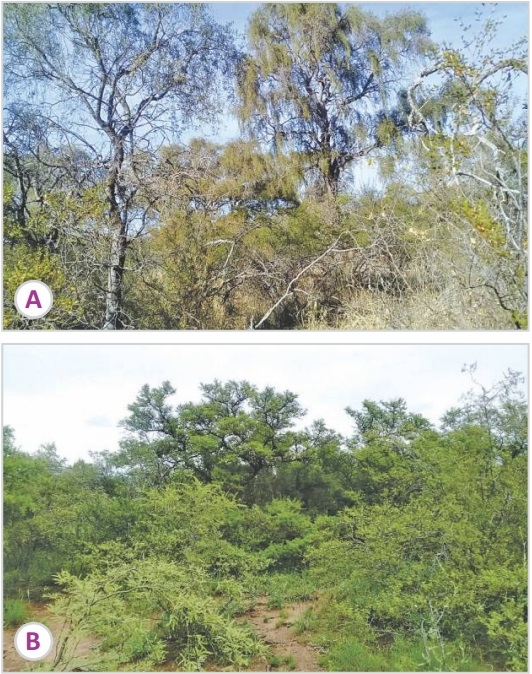 EL ROLADO Y DESMONTE MANUAL: ¿ CUÁLES SON LAS CONSECUENCIAS PARA EL ECOSISTEMA CUANDO SACAMOS LOS ARBUSTOS ? - Image 1