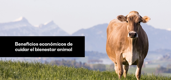 Beneficios económicos de cuidar del bienestar animal - Image 1