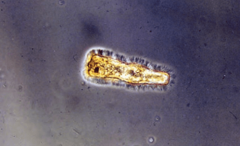 Fasciola hepatica en el ganado - Image 3