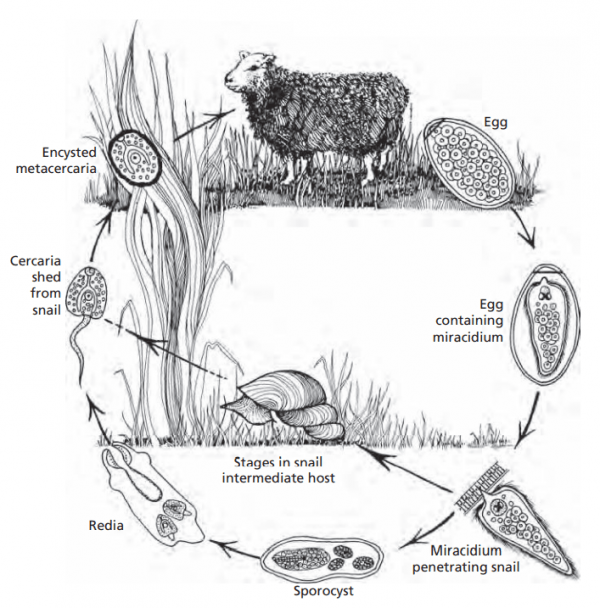 Fasciola hepatica en el ganado - Image 6