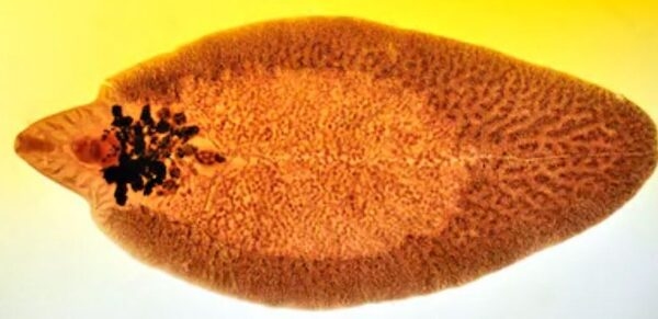 Fasciola hepatica en el ganado - Image 2