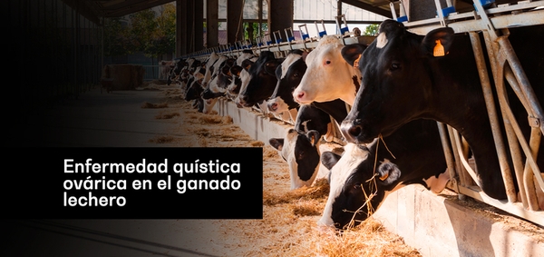 Quistes ováricos en el ganado lechero - Image 1