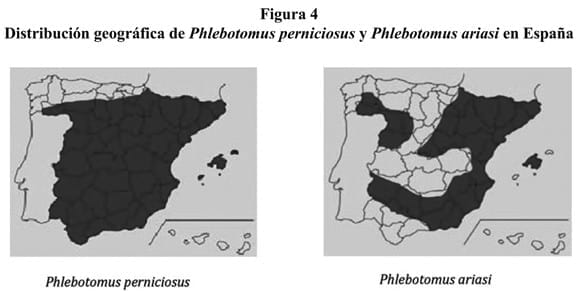 Situación epidemiológica y de los factores de riesgo de transmisión de Leishmania infantum en España - Image 4