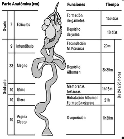 Respuesta de la calidad de huevo en ponedoras comerciales bajo la influencia de los antioxidantes en la dieta - Image 2