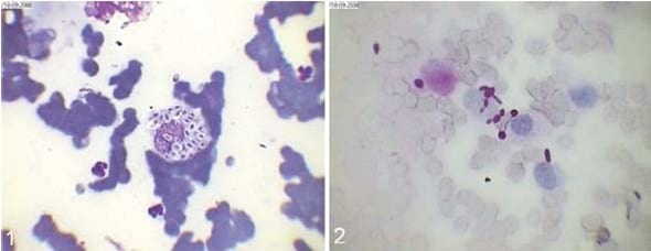 Esporotricosis en un gato doméstico - Image 1