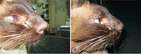 Esporotricosis en un gato doméstico - Image 4