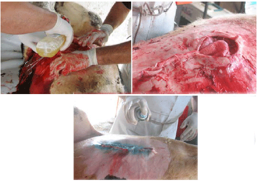 Tratamiento Quirúrgico de Hernias Umbilicales en Bovinos Mediante el Uso de Material Protésico - Image 11