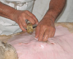 Tratamiento Quirúrgico de Hernias Umbilicales en Bovinos Mediante el Uso de Material Protésico - Image 5