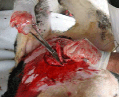 Tratamiento Quirúrgico de Hernias Umbilicales en Bovinos Mediante el Uso de Material Protésico - Image 8