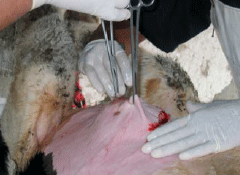 Tratamiento Quirúrgico de Hernias Umbilicales en Bovinos Mediante el Uso de Material Protésico - Image 6