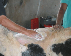 Tratamiento Quirúrgico de Hernias Umbilicales en Bovinos Mediante el Uso de Material Protésico - Image 4