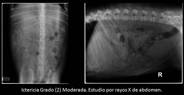 Micotoxinas en alimentos para mascotas Post-Pandemia SARS-CoV-2 - Image 2