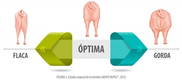 Alojamiento en gestación y el bienestar animal - Image 3