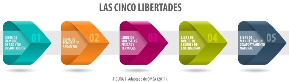 Alojamiento en gestación y el bienestar animal - Image 1