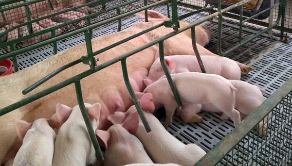 Ante la suba del maíz, estrategias para reducir los costos de alimentación en granjas porcinas - Image 1
