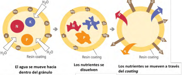 Fertilizantes de eficiencia mejorada y su uso en agroecosistemas - Image 2