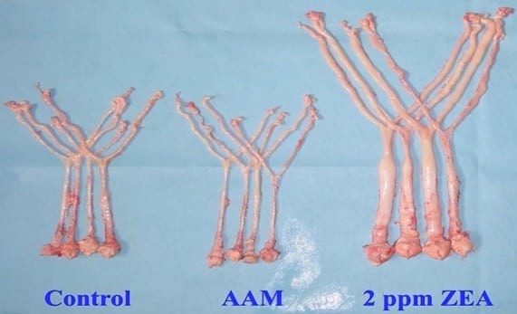 Evaluación de aditivos anti-micotoxinas en la protección de órganos blancos en Aves y cerdos - Image 4