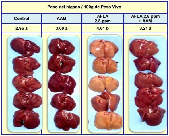 Evaluación de aditivos anti-micotoxinas en la protección de órganos blancos en Aves y cerdos - Image 3