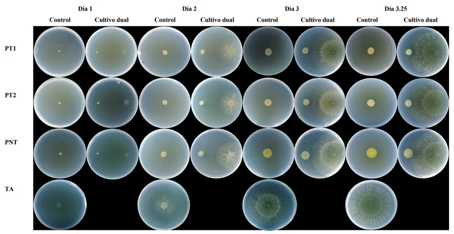 Antagonismo de Trichoderma asperellum y T. harzianum y su influencia en la producción de micotoxinas in vitro sobre aislados de Colletotrichum spp., Aspergillus spp. y Penicillium spp - Image 1