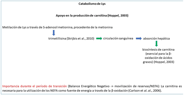 Figura 2. Interés de la lisina en el metabolismo energético (periodo de transición). Fuente: elaboración propia a partir de Fehlberg et al. (2023)