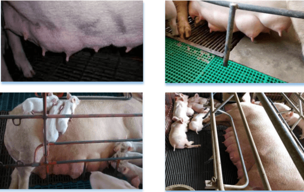 Nueva Estrategia Nutricional en Cerdas Lactantes - Image 7