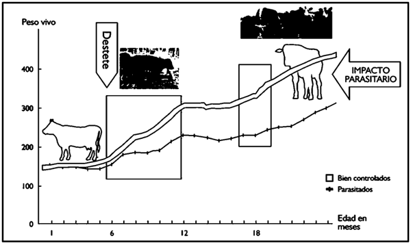 “EVOLUCIÓN DEL CONTROL PARASITARIO EN BOVINOS: DESDE EL CUADRO CLÍNICO HASTA LA RESISTENCIA ANTIHELMÍNTICA” - Image 3