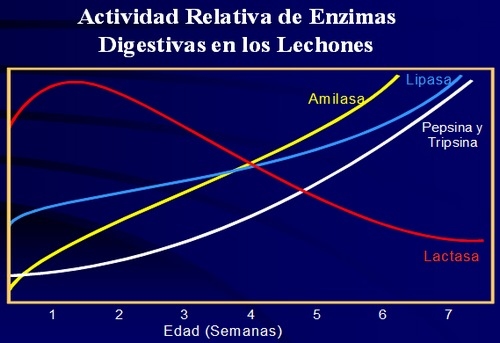 Estrategias de alimentacion y manejo de lechones durante las fases de Pre-inicio e Inicio - Image 1